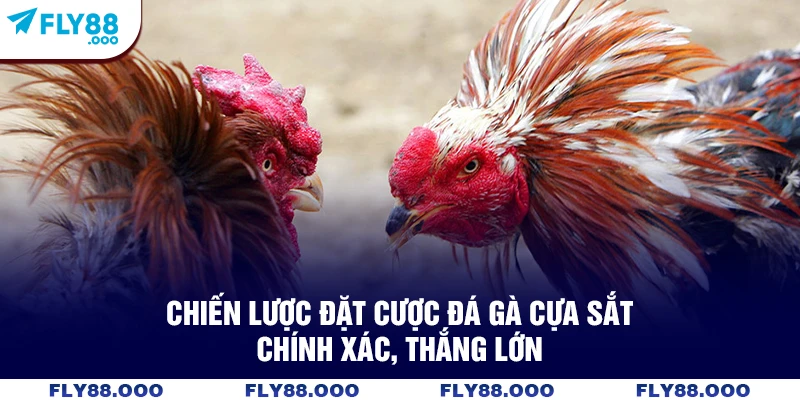 Chiến lược đặt cược đá gà cựa sắt chính xác, thắng lớn