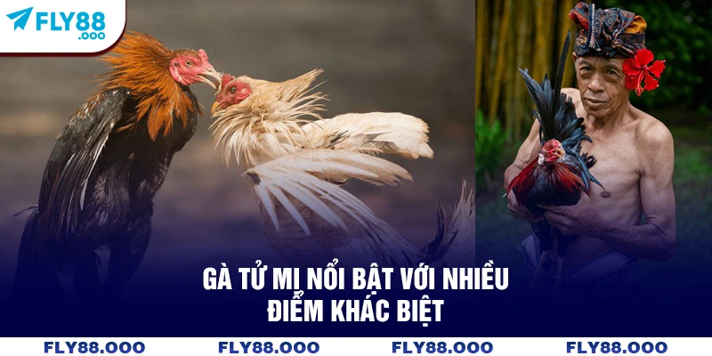Gà tử mị nổi bật với nhiều điểm khác biệt