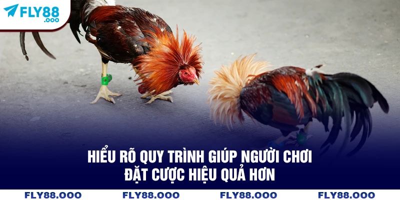 Hiểu rõ quy trình giúp người chơi đặt cược hiệu quả hơn