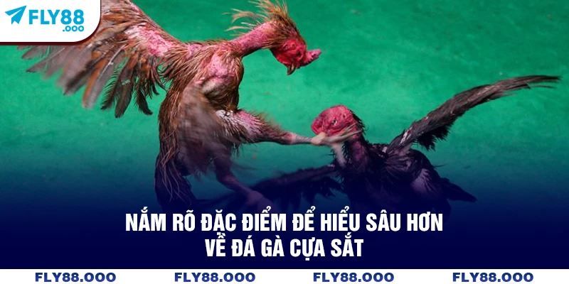 Nắm rõ đặc điểm để hiểu sâu hơn về đá gà cựa sắt