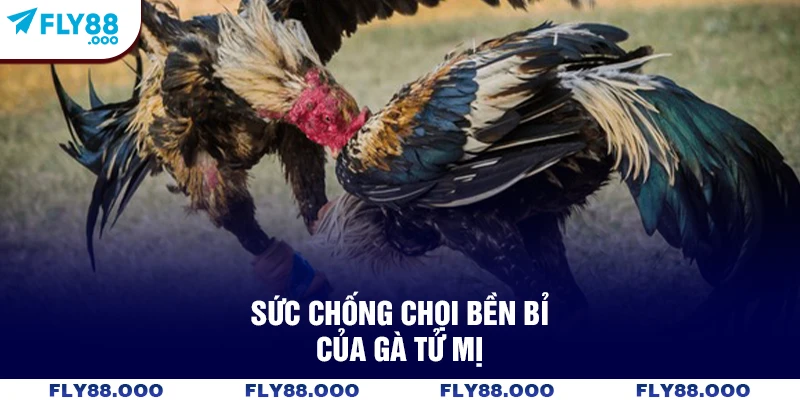 Sức chống chọi bền bỉ của gà tử mị