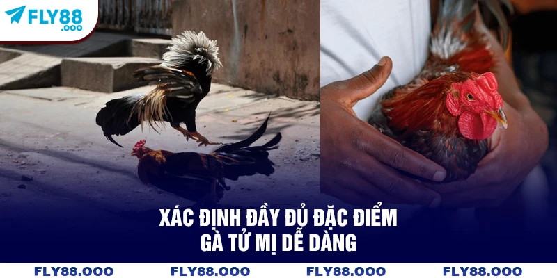 Xác định đầy đủ đặc điểm gà tử mị dễ dàng